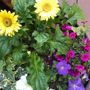 Meet your Posher, Joni